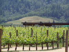 Enlarge photo 243