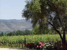 Enlarge photo 247