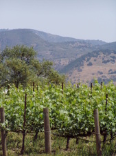 Enlarge photo 250