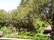 Enlarge photo 260