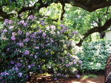 Enlarge photo 264