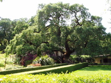 Enlarge photo 267