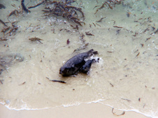 Enlarge photo 355
