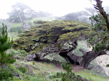 Enlarge photo 367