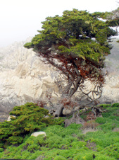 Enlarge photo 383