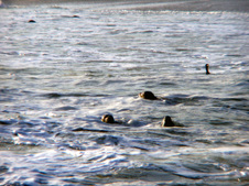 Enlarge photo 290