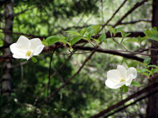Enlarge photo 740