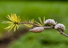 Enlarge photo 93
