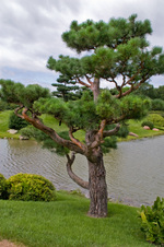 Enlarge photo 96