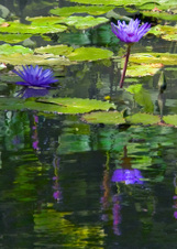 Enlarge photo 122