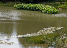 Enlarge photo 125