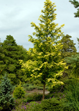 Enlarge photo 129