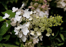 Enlarge photo 134