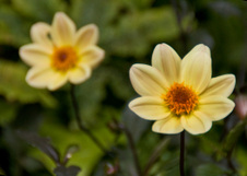 Enlarge photo 137