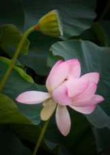Enlarge photo 144