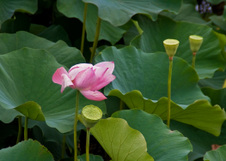 Enlarge photo 145