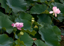 Enlarge photo 146