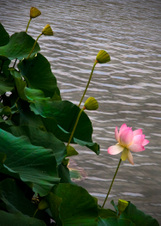 Enlarge photo 147