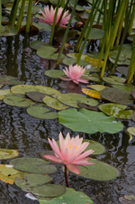 Enlarge photo 154