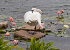 Enlarge photo 155