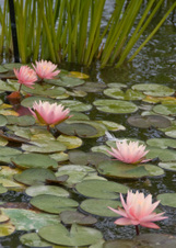Enlarge photo 156