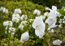 Enlarge photo 158
