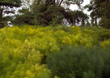 Enlarge photo 161
