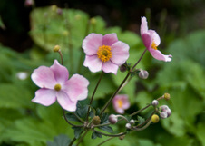 Enlarge photo 164