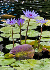 Enlarge photo 171