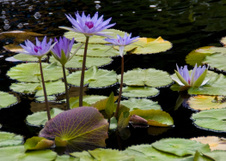 Enlarge photo 172