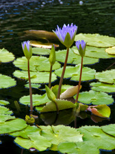 Enlarge photo 10