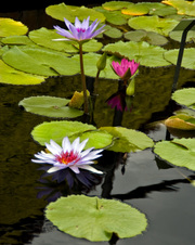 Enlarge photo 24