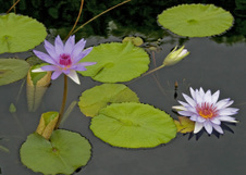 Enlarge photo 26
