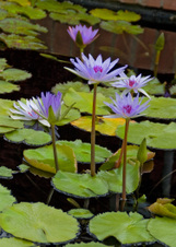 Enlarge photo 31