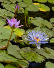 Enlarge photo 32