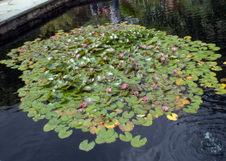 Enlarge photo 41