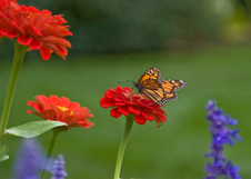 Enlarge photo 48