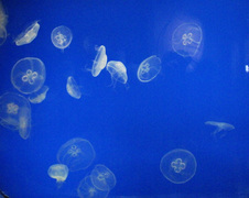 Enlarge photo 63
