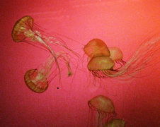 Enlarge photo 71