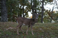 Enlarge photo 33