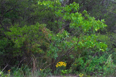 Enlarge photo 40