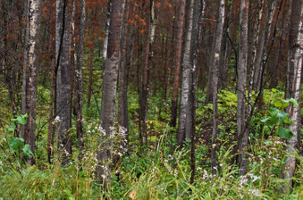 Enlarge photo 70
