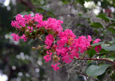 Enlarge photo 141