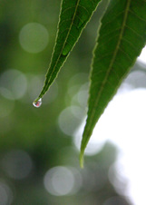 Enlarge photo 176