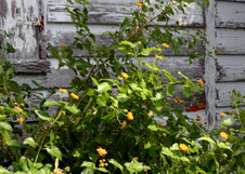 Enlarge photo 340
