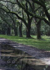 Enlarge photo 195