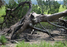 Enlarge photo 202