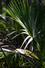 Enlarge photo 204