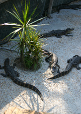 Enlarge photo 398
