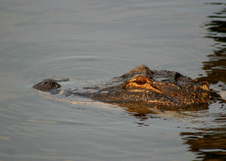 Enlarge photo 413
